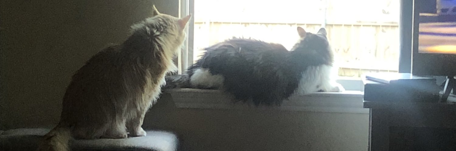 Amber 💜💛 banner