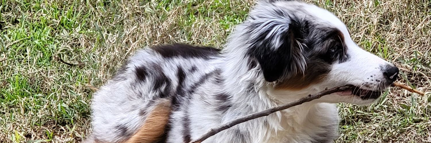 zenvoodoochild's profile banner image