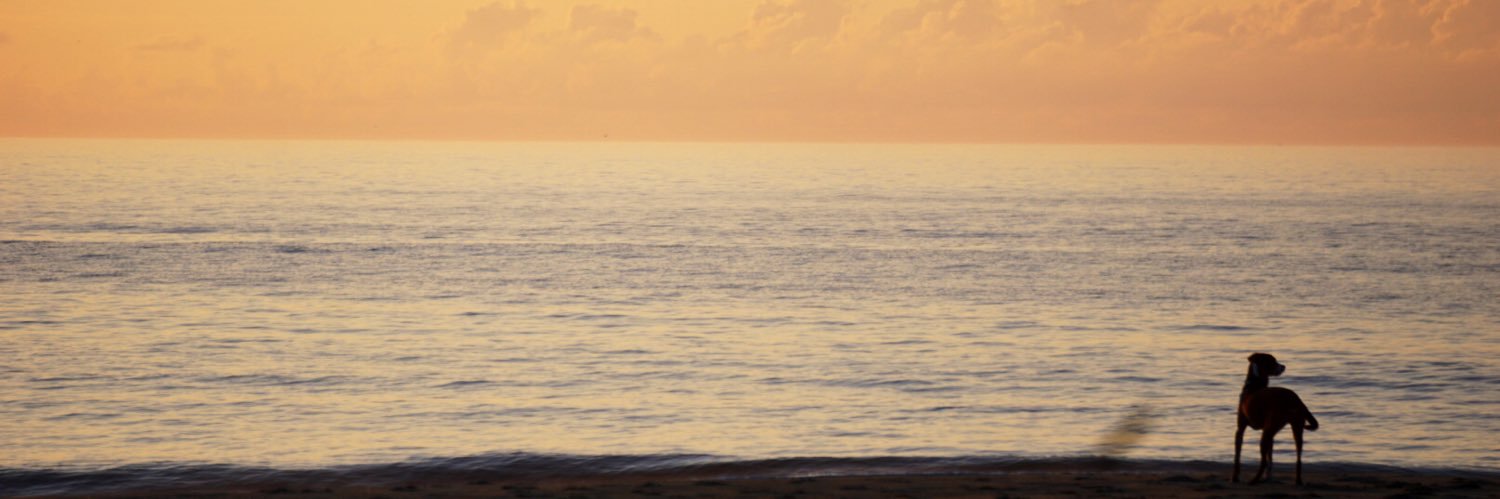 colette_adrian's profile banner image