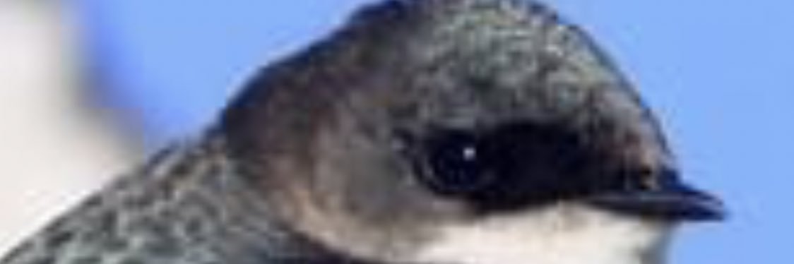 peterthemeteor's profile banner image