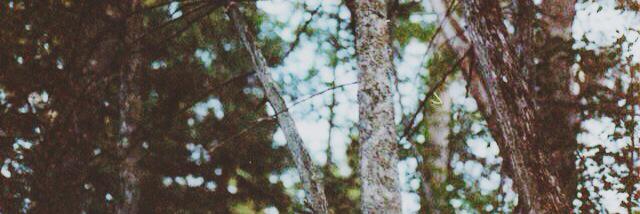deadtree_'s profile banner image