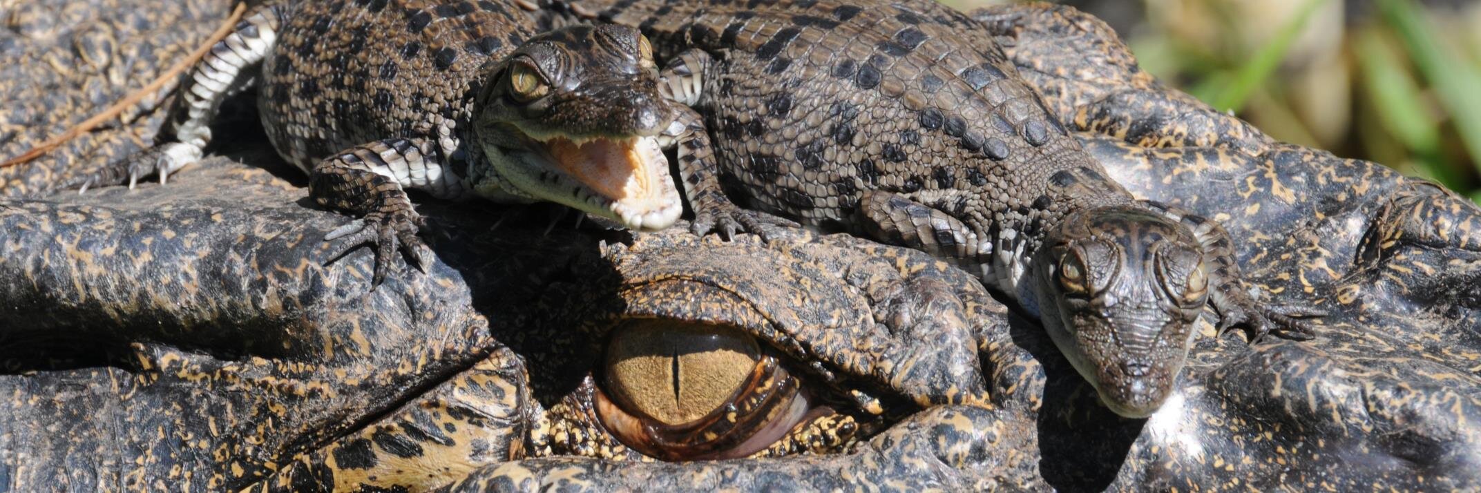 Crocodylus Park banner
