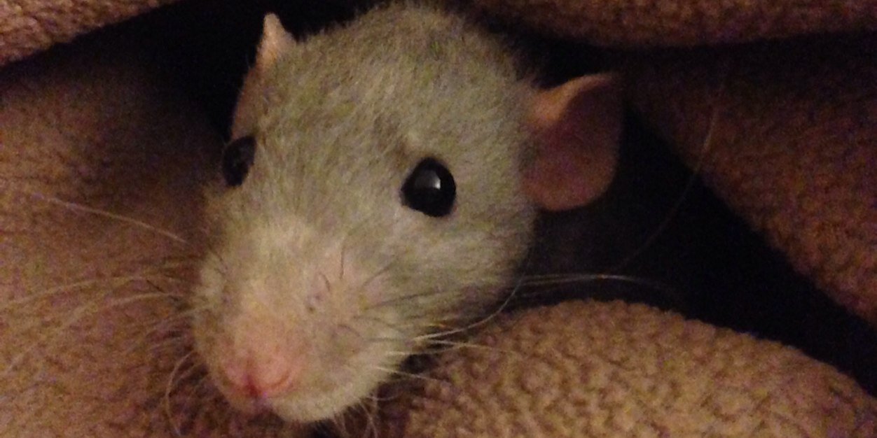 HamsterCheeksHH's profile banner image