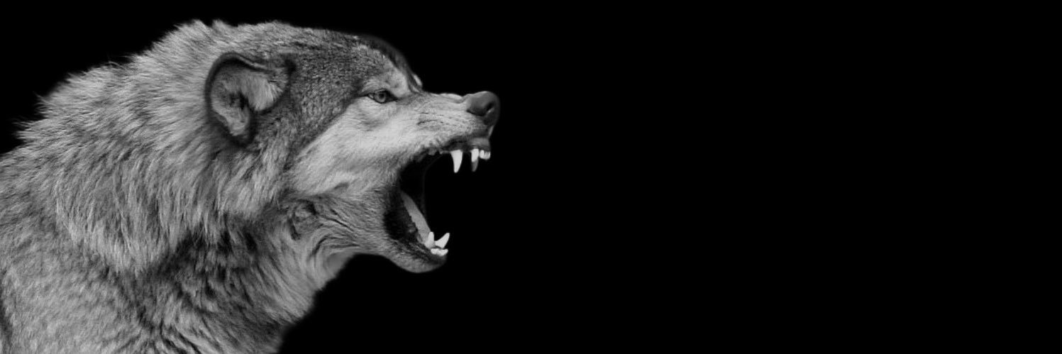 psychohmzaa's profile banner image