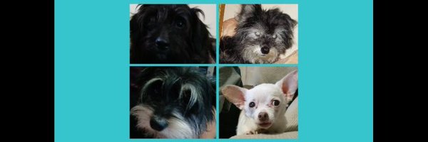 ChristleWillis Profile Banner