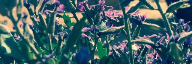 alzid2's profile banner image