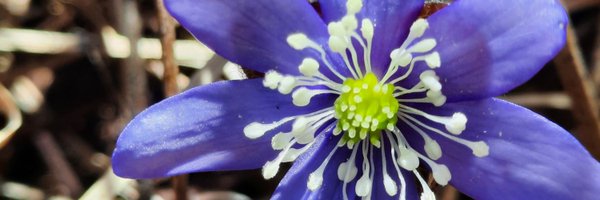 MerviHangasm Profile Banner