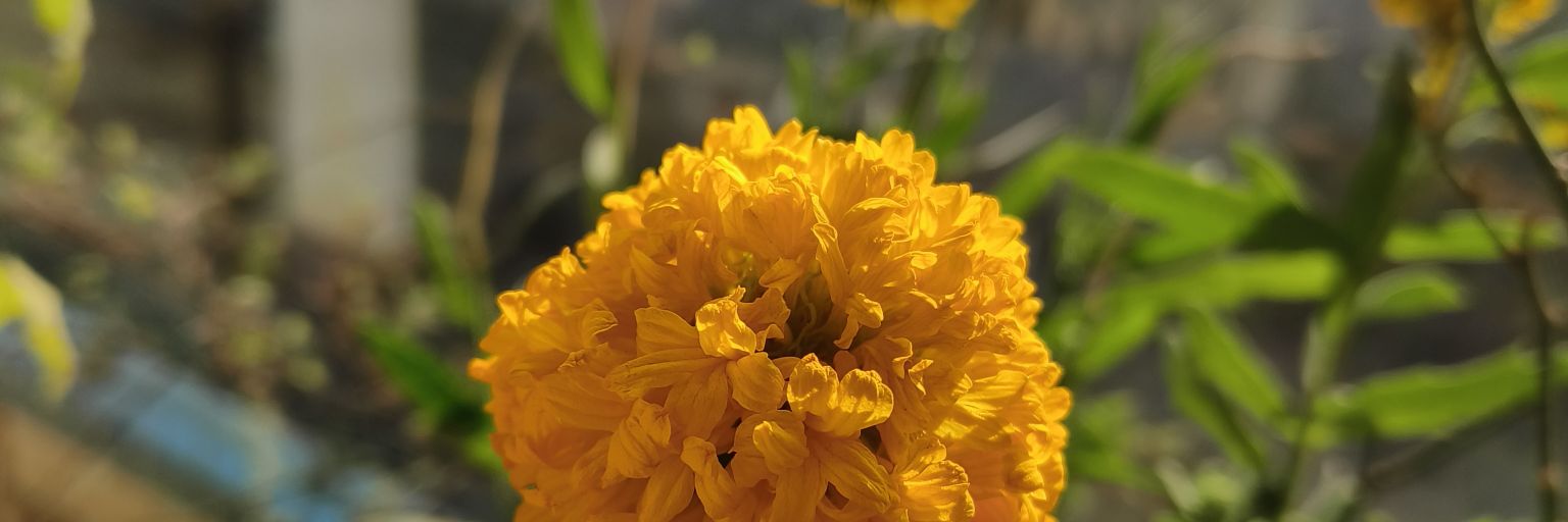 हर्ष महेता banner