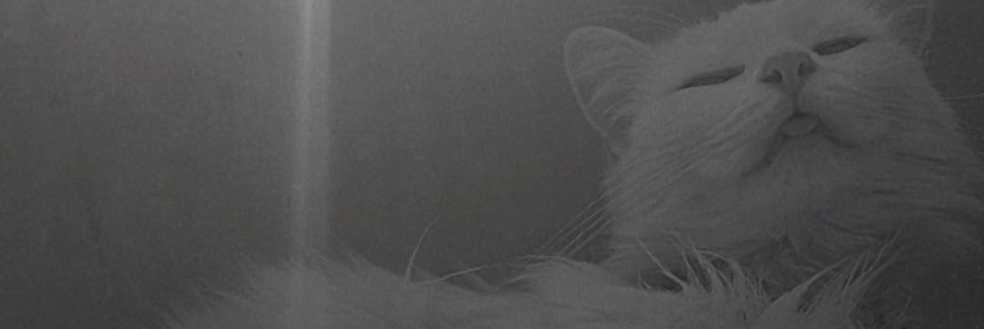 PamelaaLiz's profile banner image
