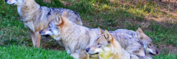 arobase38 Profile Banner