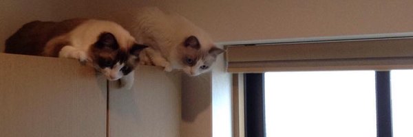 110_neko Profile Banner