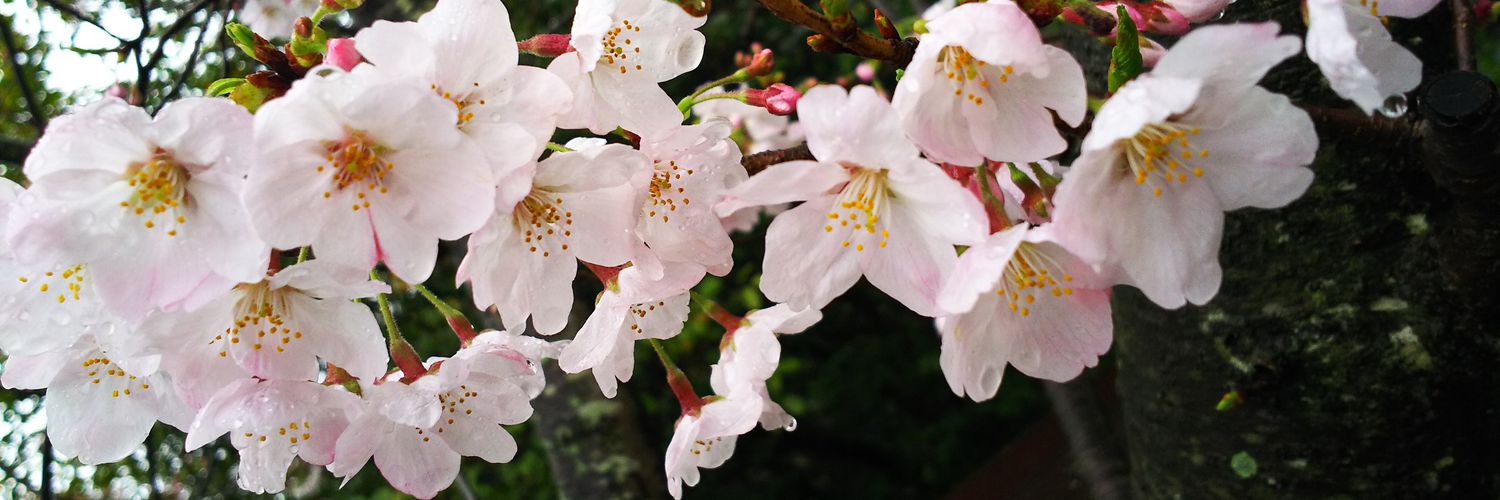 hanayoiduki's profile banner image