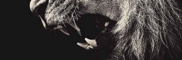 rizaydogn's profile banner image