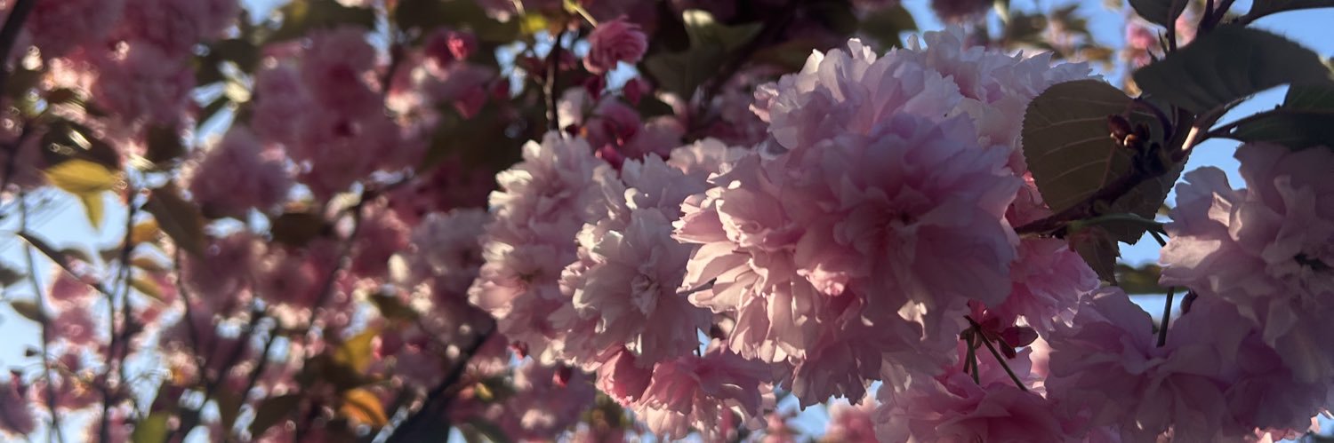 COLL TROX🌸💞 banner