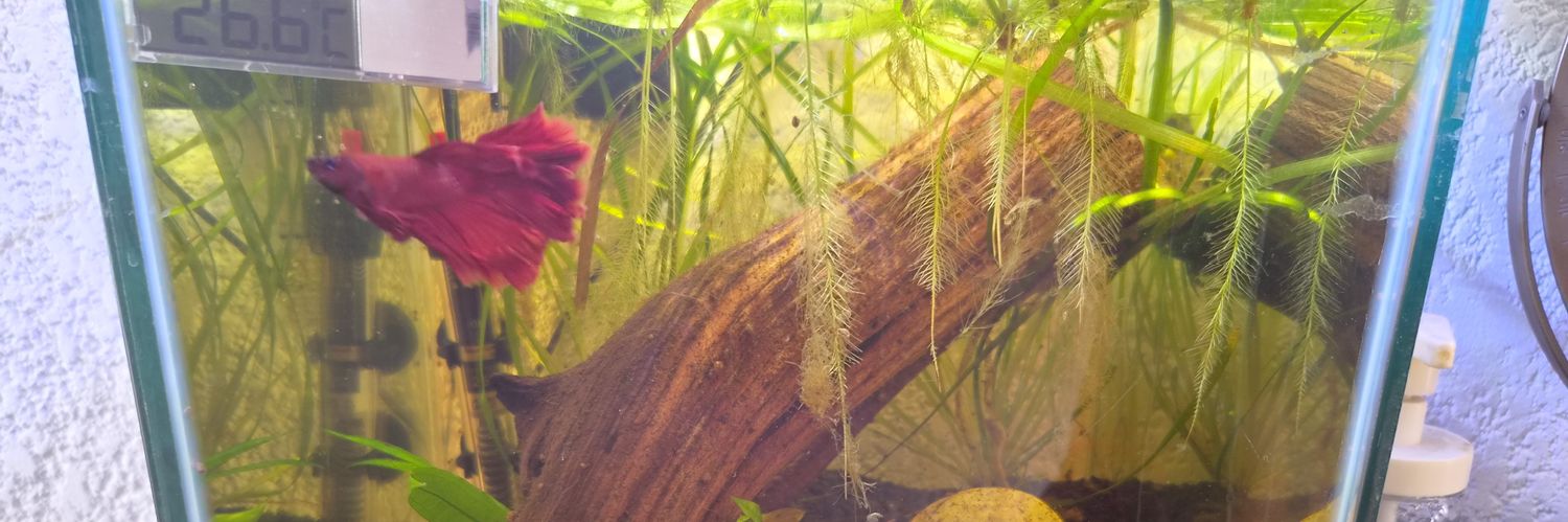 ulipan's profile banner image