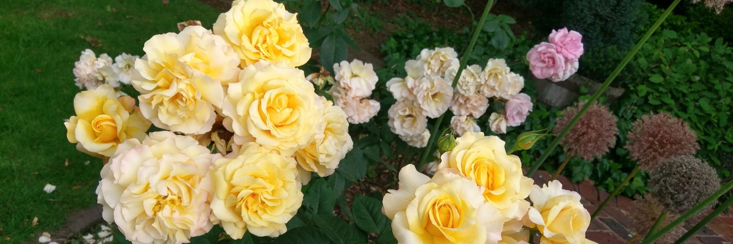 Traeonia's profile banner image