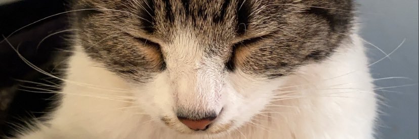 pembegulusluer's profile banner image