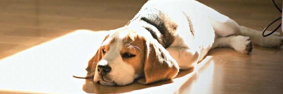 Marek Rebicek banner