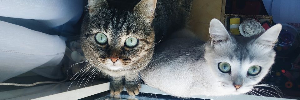 I S A banner