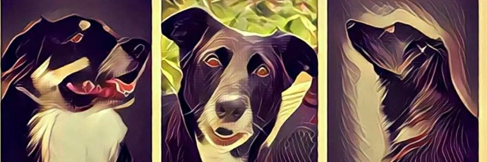 PawsCake's profile banner image