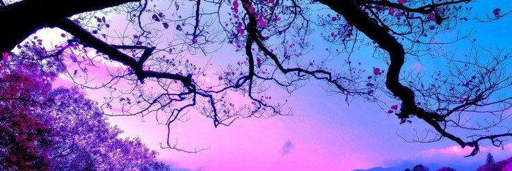 melonpanicattax's profile banner image