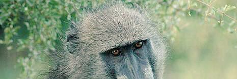 consumerfumer banner