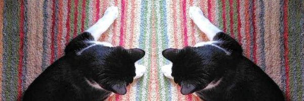 snarjj Profile Banner