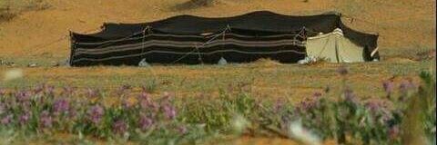 bo7_shmr banner