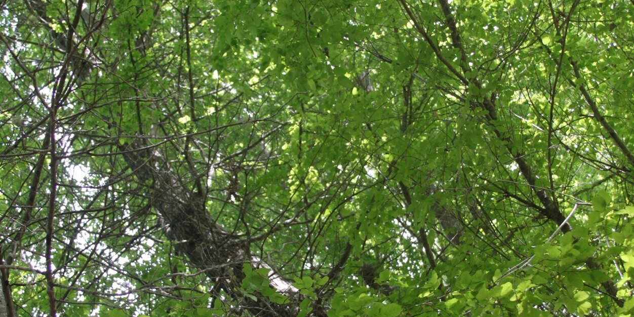rotaegui banner
