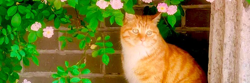 jayneeQT's profile banner image