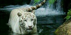 White_Tigerx's profile banner image