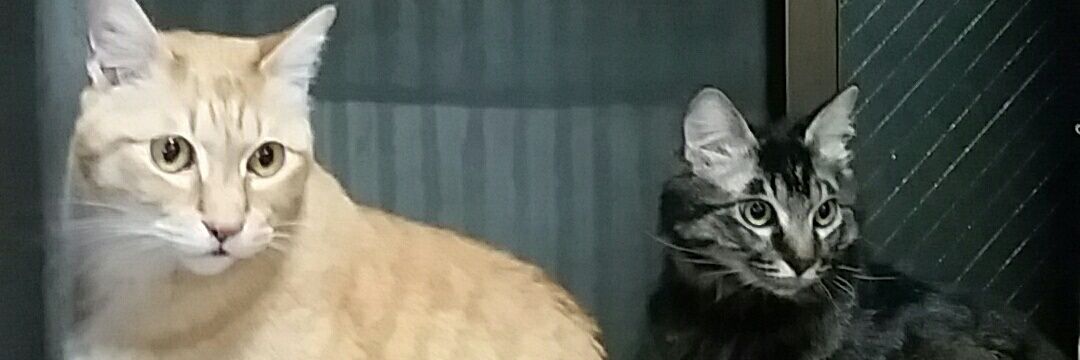 たぬMAX@バリュー版(意味不明) banner