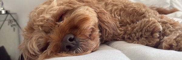 KerrieCdm Profile Banner