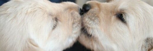 MeowBarkBoard's profile banner image