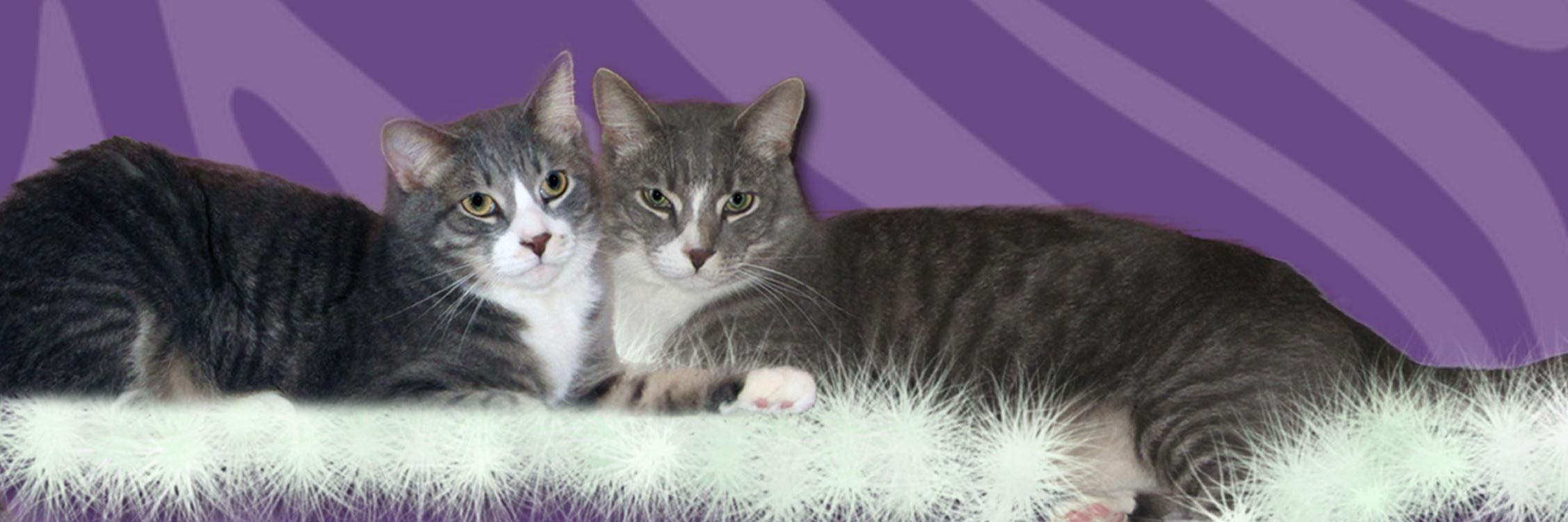 matitiger's profile banner image