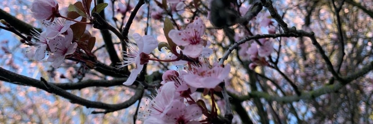 SarahTweetWoo's profile banner image