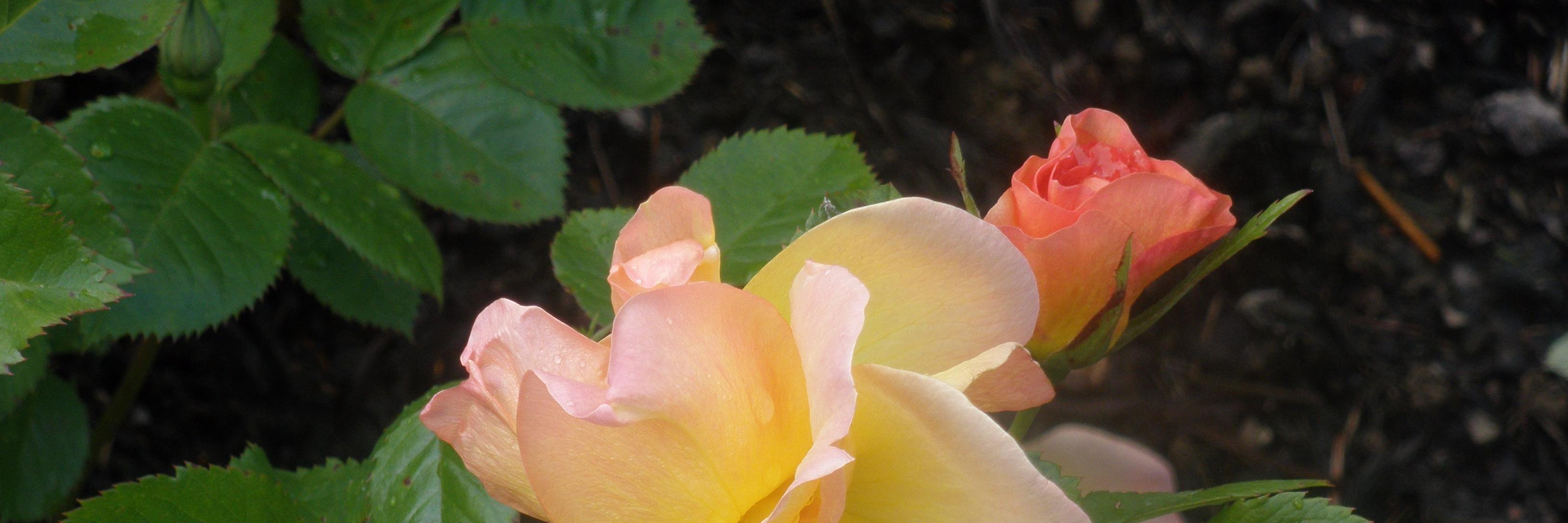 Rachel Borman banner