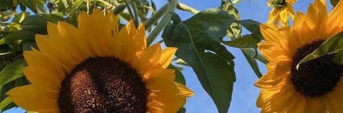 giannaacaroline's profile banner image