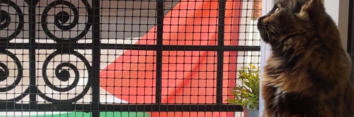 DobbleWhy's profile banner image