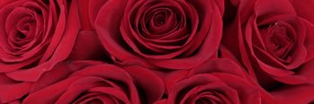 JessyJess2529's profile banner image