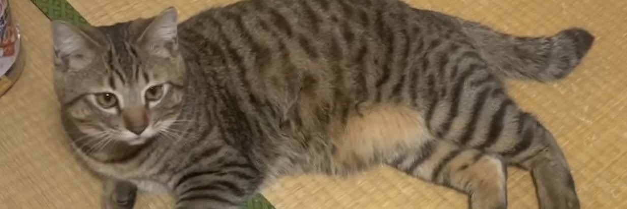 ぽり( ᐛ ) banner