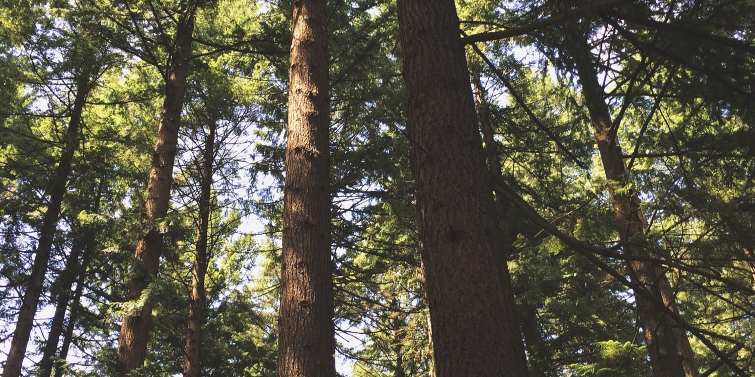allyseholcomb's profile banner image