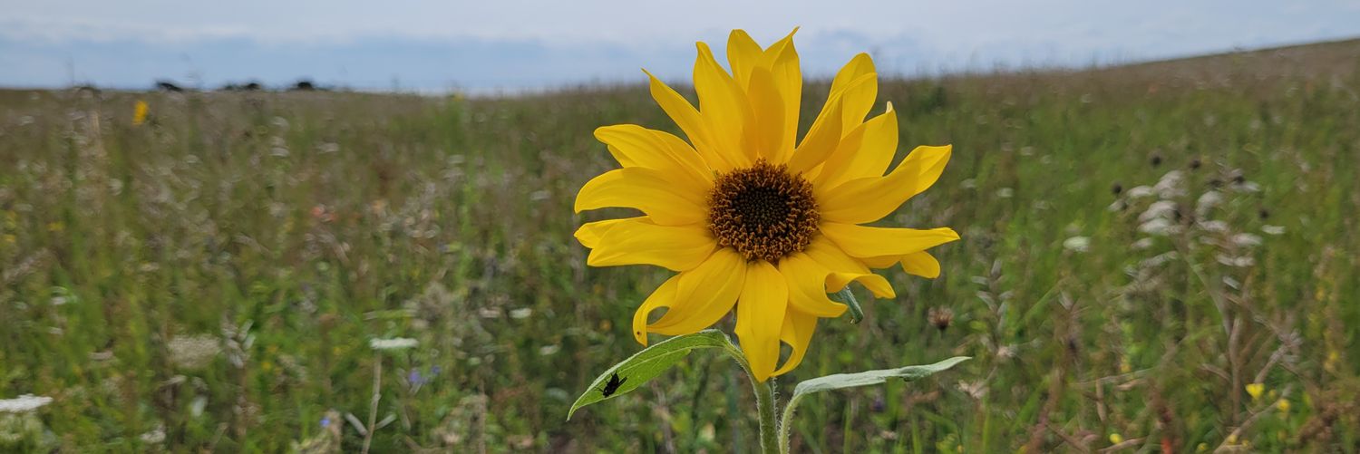 Sebastian Kranich banner