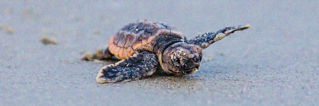 SeaTurtlePatrol's profile banner image