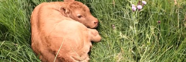 Kay Cooke 🚜 banner
