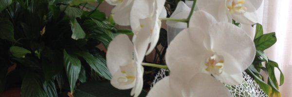 laura_repetto Profile Banner