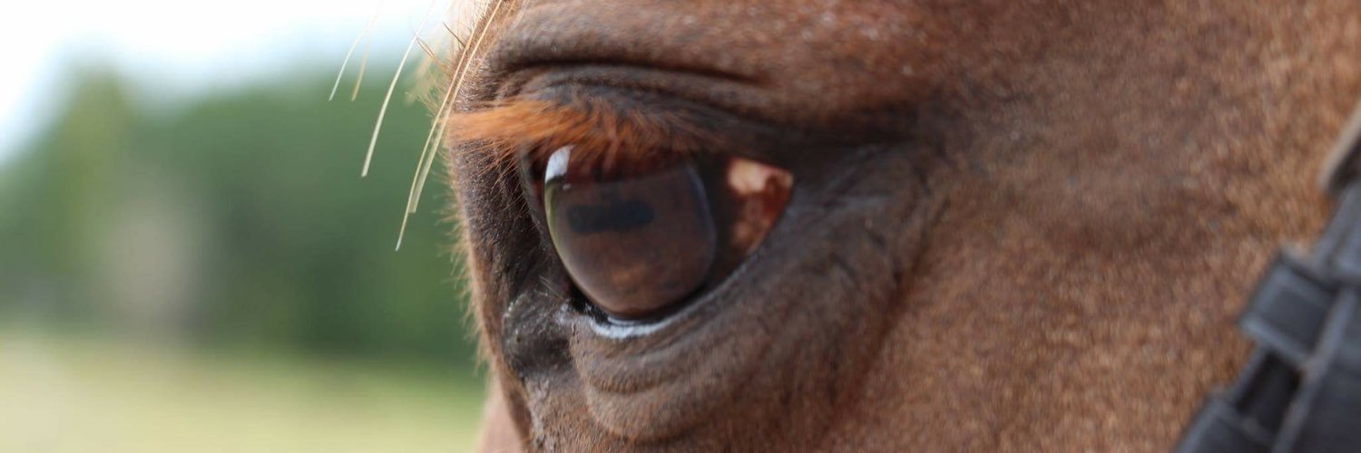 Idaa_olsson's profile banner image