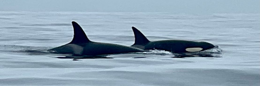 Startup Lawyer banner