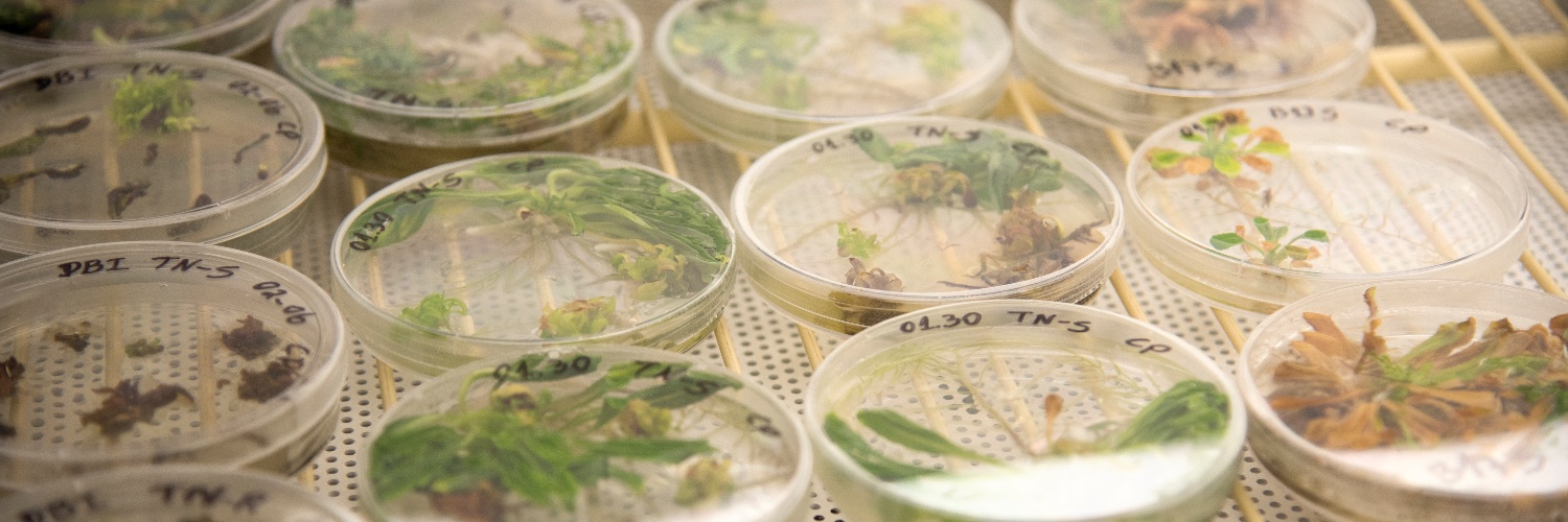 UTPlantSciences's profile banner image