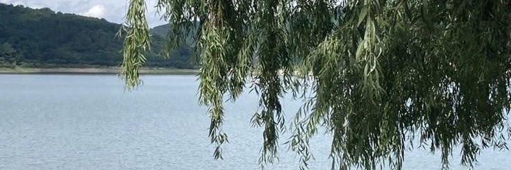 c a l y p s o . banner